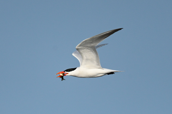 Caspian Tern 4 - Long Point - May 23