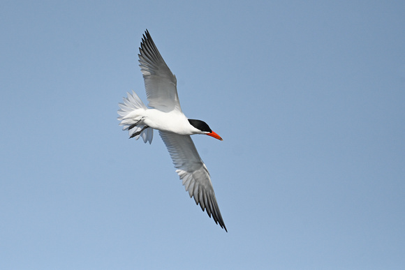 Caspian Tern - Long Point - May 23