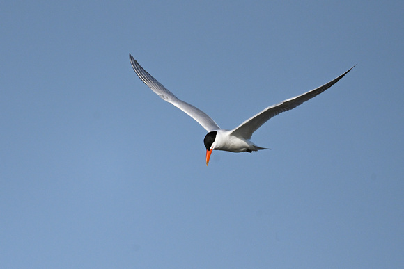 Caspian Tern 2 - Long Point - May 23