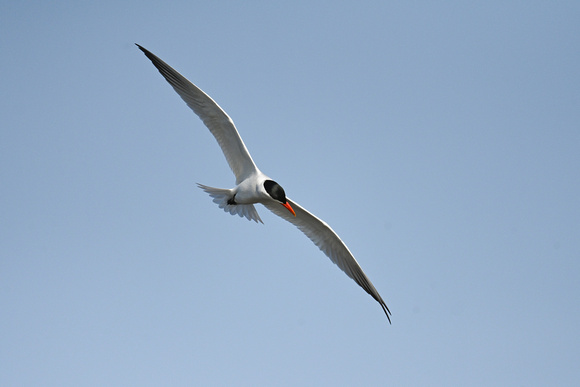 Caspian Tern 5 - Long Point - May 23
