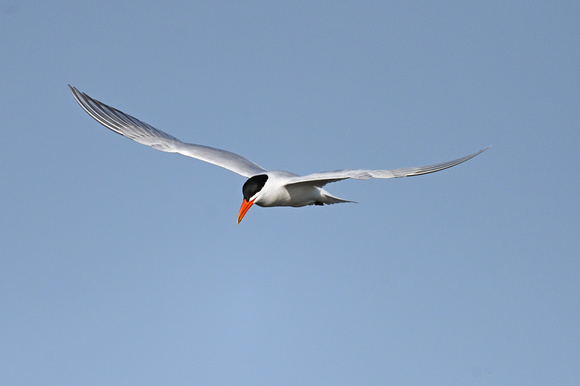 Caspian Tern 6 - Long Point - May 23