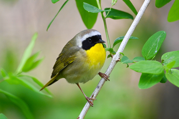 Common Yellowthroat 3 - Long Point - May 23