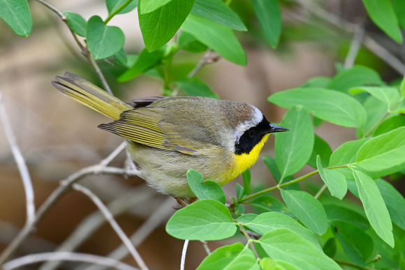 Common Yellowthroat 4 - Long Point - May 23