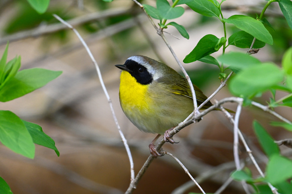 Common Yellowthroat 5 - Long Point - May 23