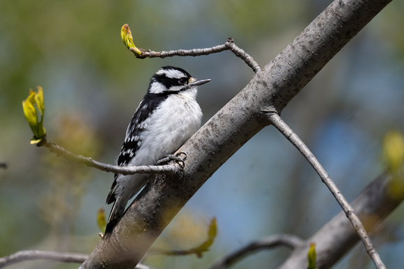 Downy Woodpecker 2 - Niagara - May 23