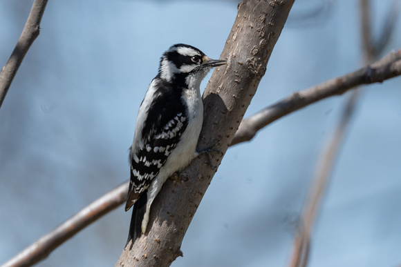 Downy Woodpecker 3 - Niagara - May 23