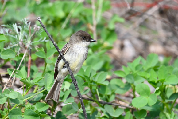 Eastern Phoebe 2 - Long Point - May 23