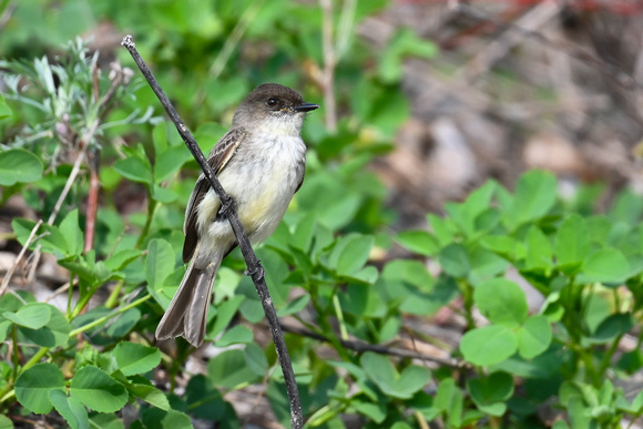 Eastern Phoebe - Long Point - May 23