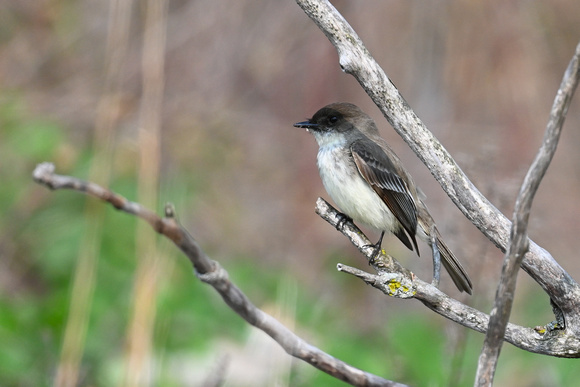 Eastern Phoebe 3 - Long Point - May 23