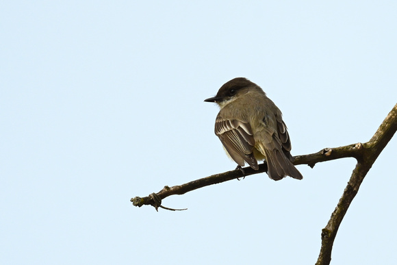 Eastern Phoebe 5 - Long Point - May 23