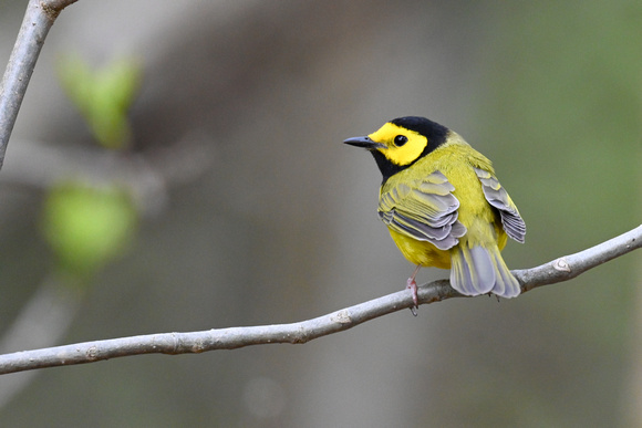 Hooded Warbler - Long Point - May 23