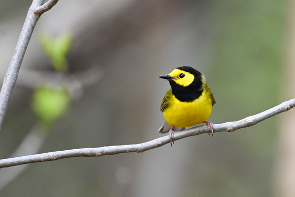 Hooded Warbler 2 - Long Point - May 23