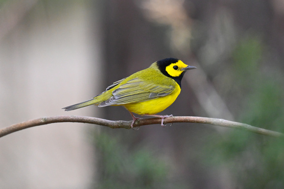 Hooded Warbler 3 - Long Point - May 23