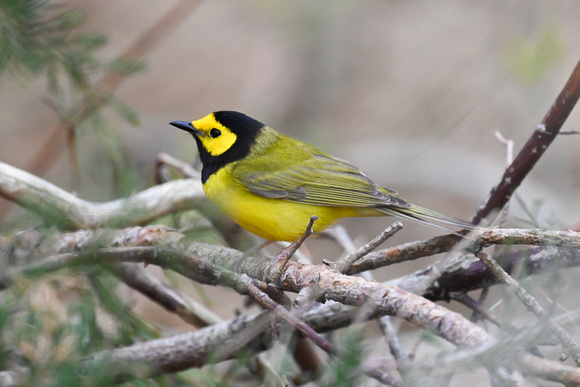 Hooded Warbler 5 - Long Point - May 23