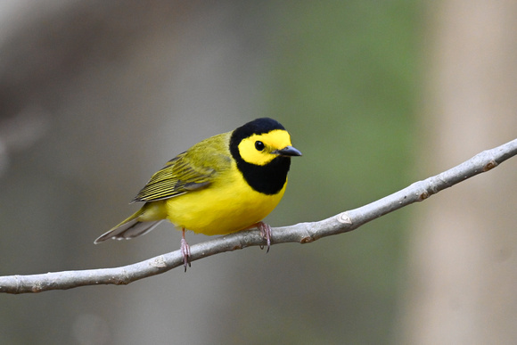 Hooded Warbler 6 - Long Point - May 23