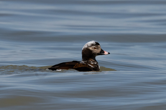Long-tailed Duck 2 - Toronto Bay - May 23