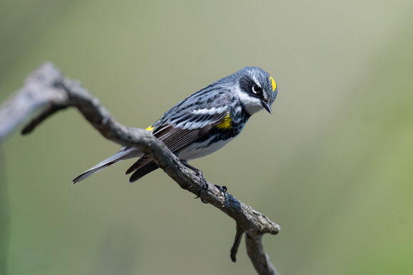 Myrtle Warbler 2 - Long Point - May 23