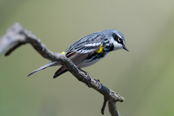 Myrtle Warbler 3 - Long Point - May 23