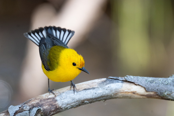 Prothonotary Warbler - Pelee - May 23