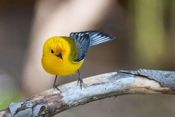 Prothonotary Warbler 2 - Pelee - May 23
