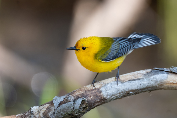 Prothonotary Warbler 3 - Pelee - May 23