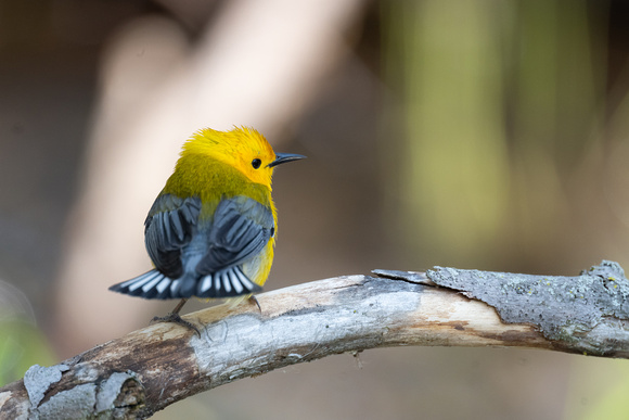Prothonotary Warbler 4 - Pelee - May 23