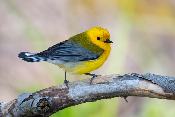 Prothonotary Warbler 5 - Pelee - May 23
