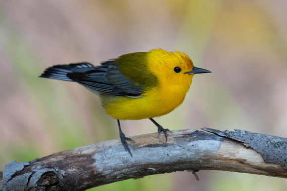 Prothonotary Warbler 6 - Pelee - May 23