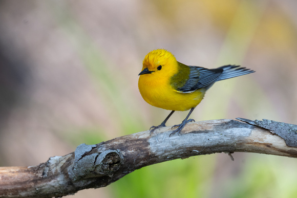 Prothonotary Warbler 7 - Pelee - May 23