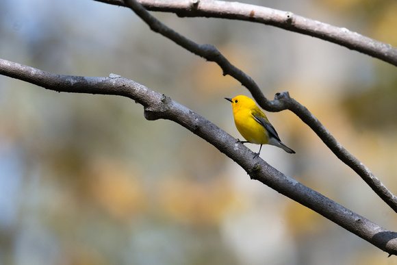 Prothonotary Warbler 8 - Pelee - May 23