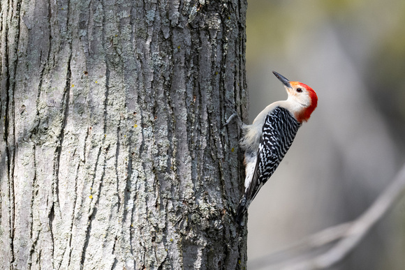 Red-bellied Woodpecker - Pelee - May 23