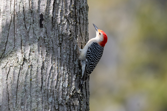 Red-bellied Woodpecker 2 - Pelee - May 23