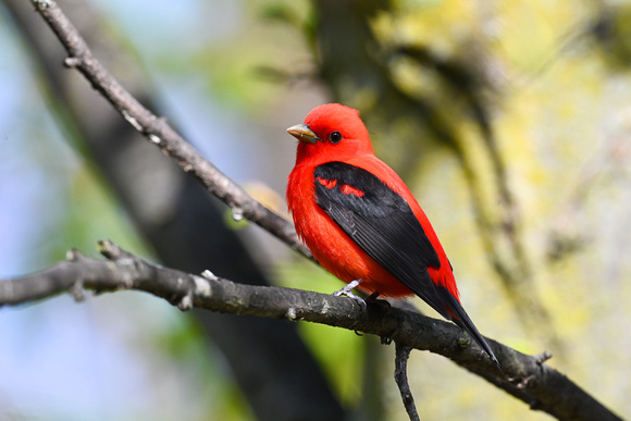 Scarlet Tanager - Long Point - May 23