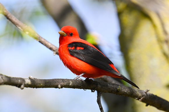 Scarlet Tanager 2 - Long Point - May 23