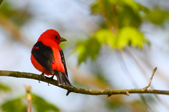 Scarlet Tanager 4 - Long Point - May 23