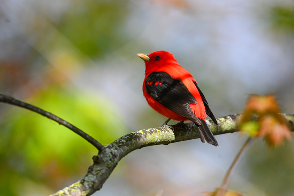 Scarlet Tanager 3 - Long Point - May 23