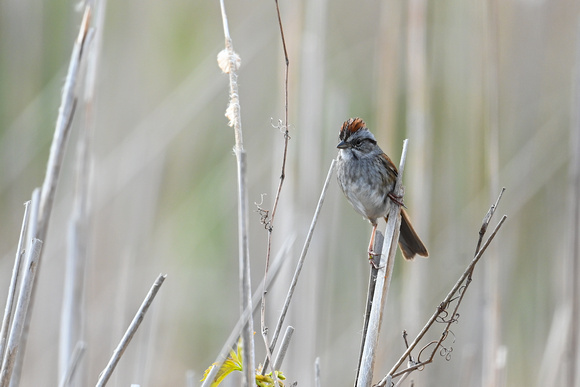 Swamp Sparrow 2 - Pelee - May 23