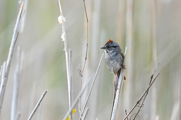 Swamp Sparrow 3 - Pelee - May 23