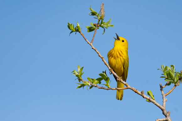 Yellow Warbler - Long Point - May 23