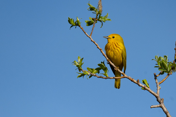 Yellow Warbler 2 - Long Point - May 23