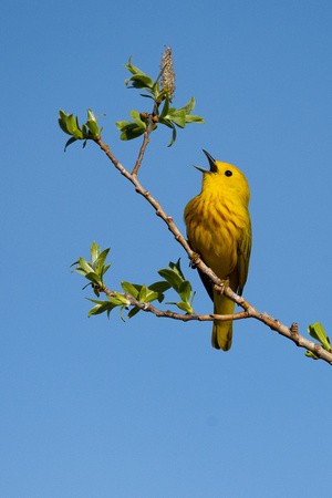 Yellow Warbler 3 - Long Point - May 23