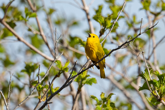 Yellow Warbler 4 - Long Point - May 23