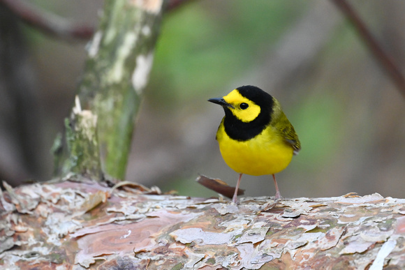 Hooded Warbler 7 - Long Point - May 23