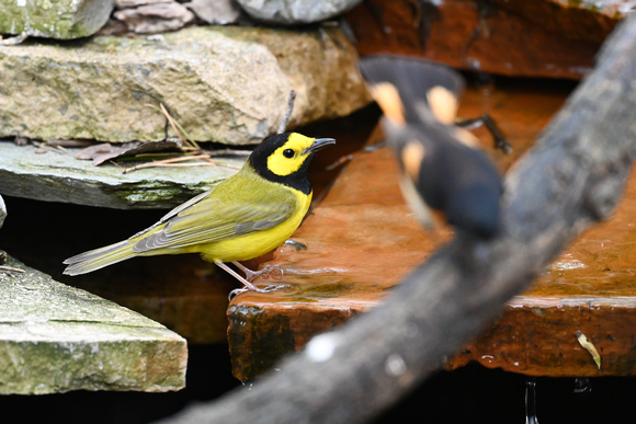 Hooded Warbler 8 - Long Point - May 23