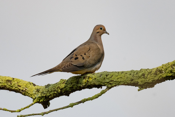 Laughing Dove - Rondeau - May 23