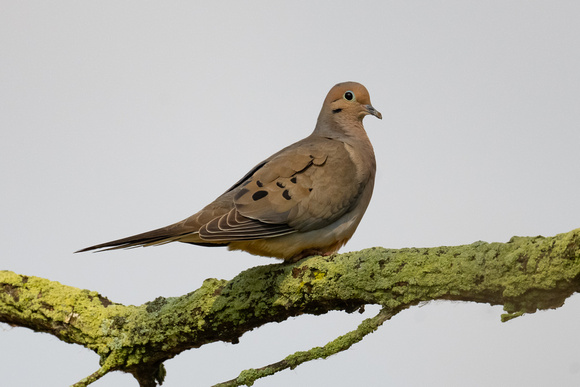 Laughing Dove 2 - Rondeau - May 23