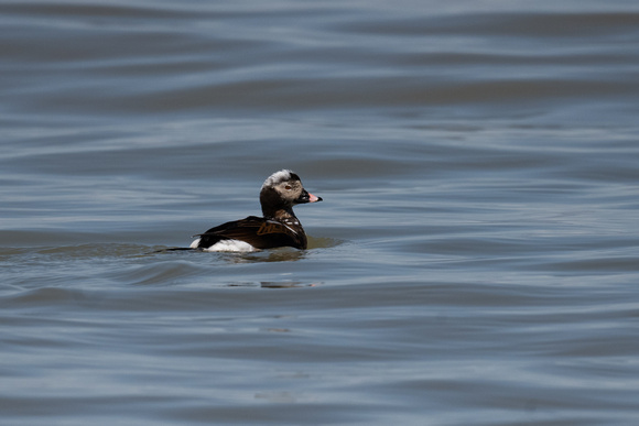 Long-tailed Duck - Toronto Bay - May 23