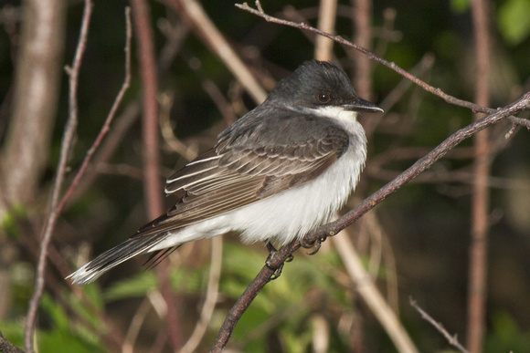 Eastern Kingbird 4 - Pelee