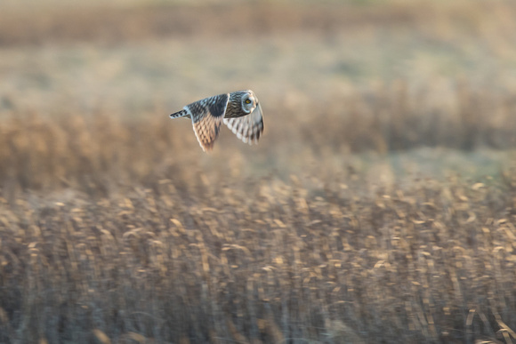 Short-eared Owl 4 - Neston - 170218