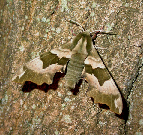 Lime Hawk Moth - Lower Alders